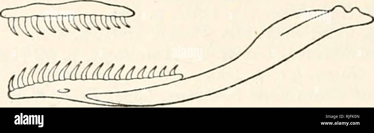. Catalogue of the snakes in the ... Museum. 274 . COLUBRID.E. teeth small, anterior longest. Head small, not distinct from neck ; eye small, with round pupil; nostril in a single nasal; loreal small or absent. Body cylindrical, short; scales smooth, with apical pits, in 15 rows ; ventrals rounded. Tail short, subcaudals in two rows. Africa. Fig. 19.. Maxillary and mandible of Homalosoma tutrix. Synopsis of the Species. I. Ventrals 115-144. A. Nasal not in contact with praeocular ; usually two postoculars ; frontal as long as parietals .... 1. lutrix, p. 274. B. Nasal in contact with praeocula Stock Photo