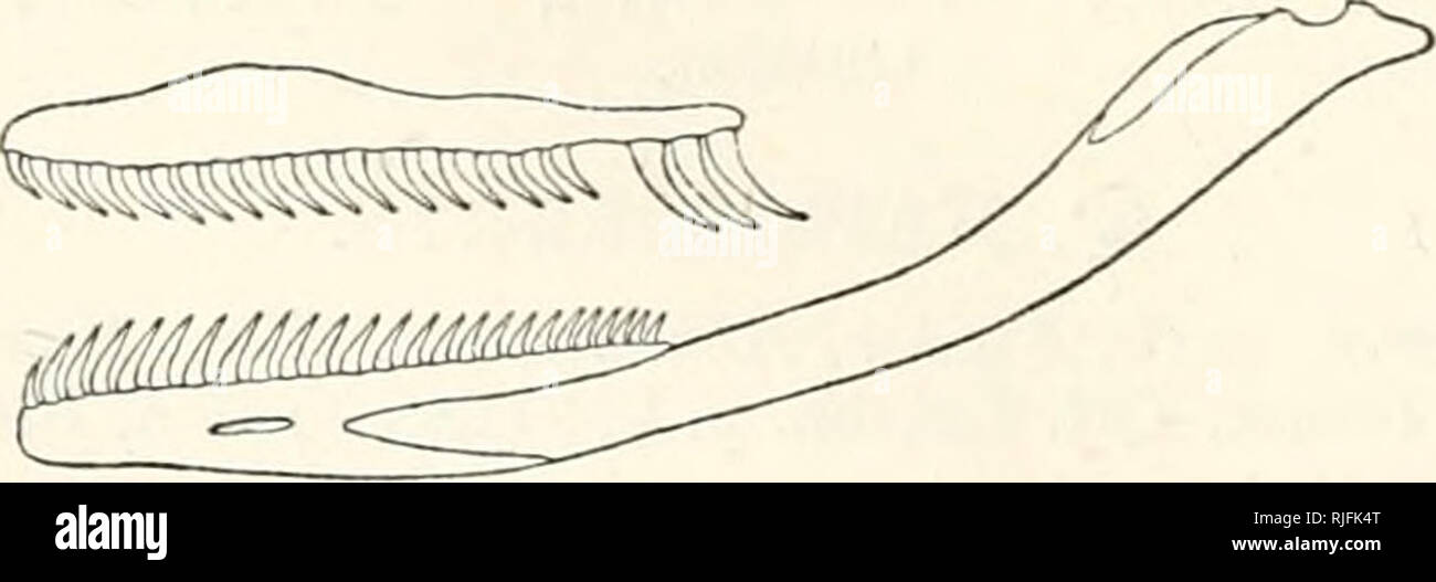 . Catalogue of the snakes in the ... Museum. 104 colubeidj:. ventrals -with a suture-like lateral keel, and a notch on each side corresponding to the keel. Tail long ; subcaudals in two rows. West Africa. 1. Hapsidophrys lineata. Hapsidophrys lineatus, Fischer, Abh. naturw. Ver. Hamh. iii. 1856, p. Ill, pi. ii. tig-. 5; Gimth. Cat. p. 144 (1858) ; Jan, Icon. Gen. 33, pi. i. tig. 2 (1869); Mocquard, Bull. iioc. Philom. (7) xi. 1887, p. 7t). Eostral broader than deep, just visible from above; internasals as long as the prsefrontals ; frontal once and a half to once and two thirds as long as broa Stock Photo