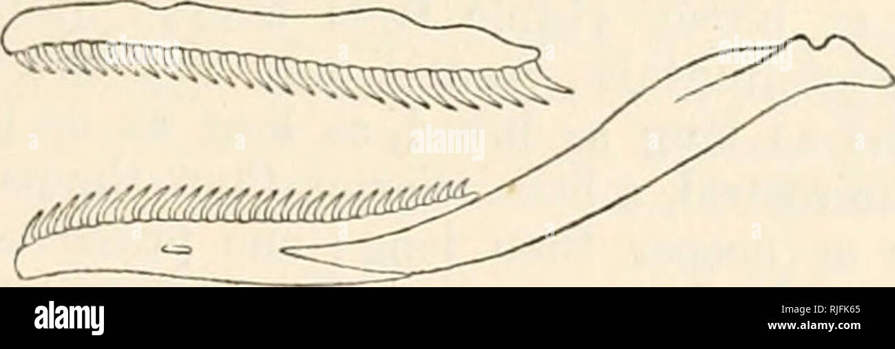 Catalogue of the snakes in the Museum. 57. DRYMOBItJS. 9 p