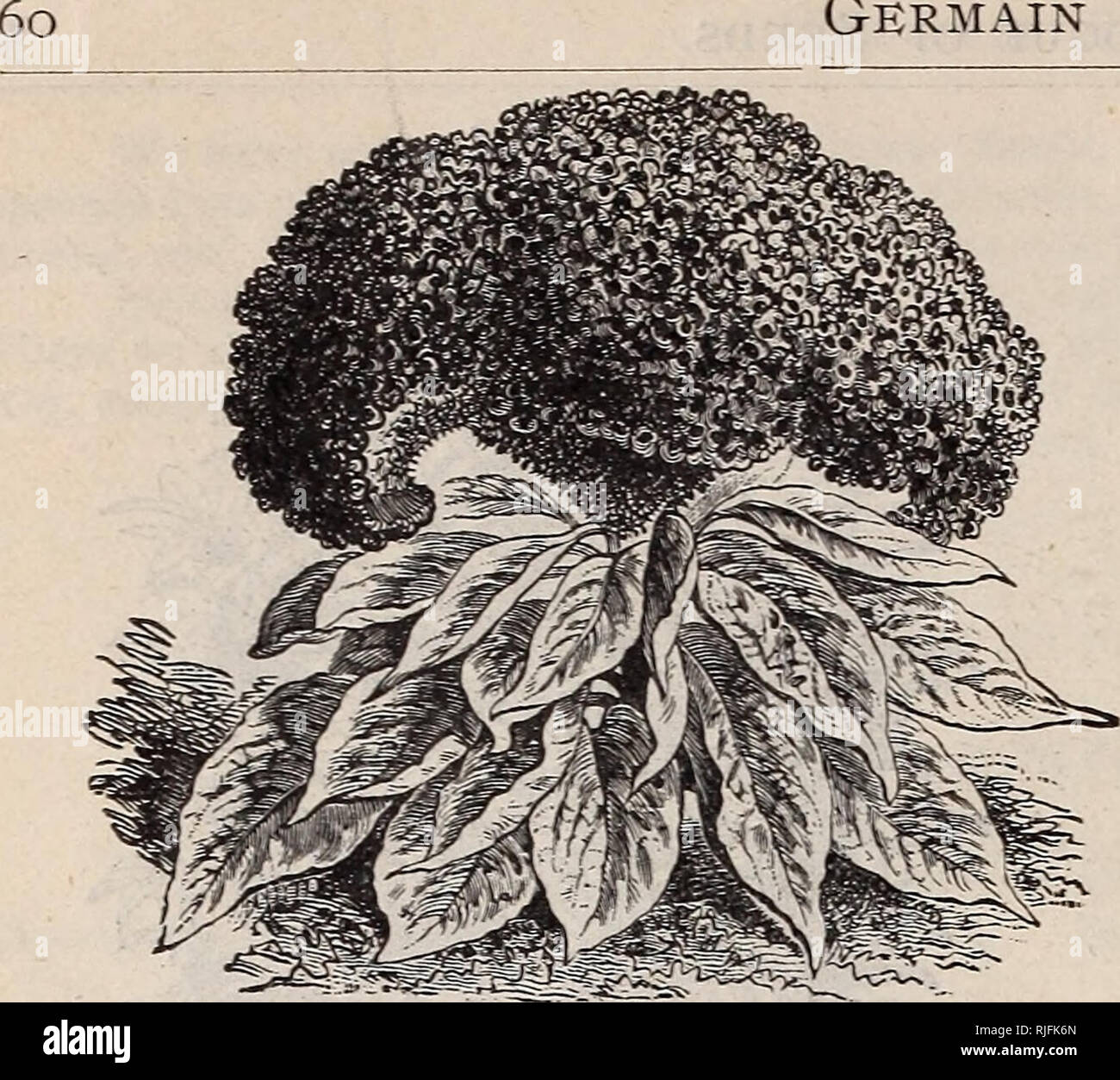 Catalogue Of Seeds Agricultural Horticultural Supplies And Guide For The Garden Field Farm Nurseries