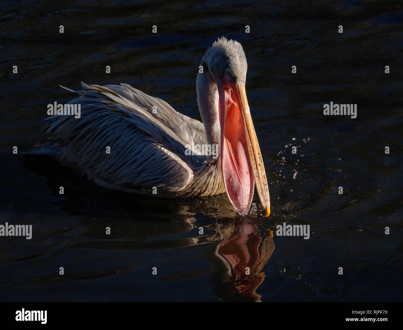 The Pelican has a very large beak pouch which it uses to catch and hold fish. Stock Photo