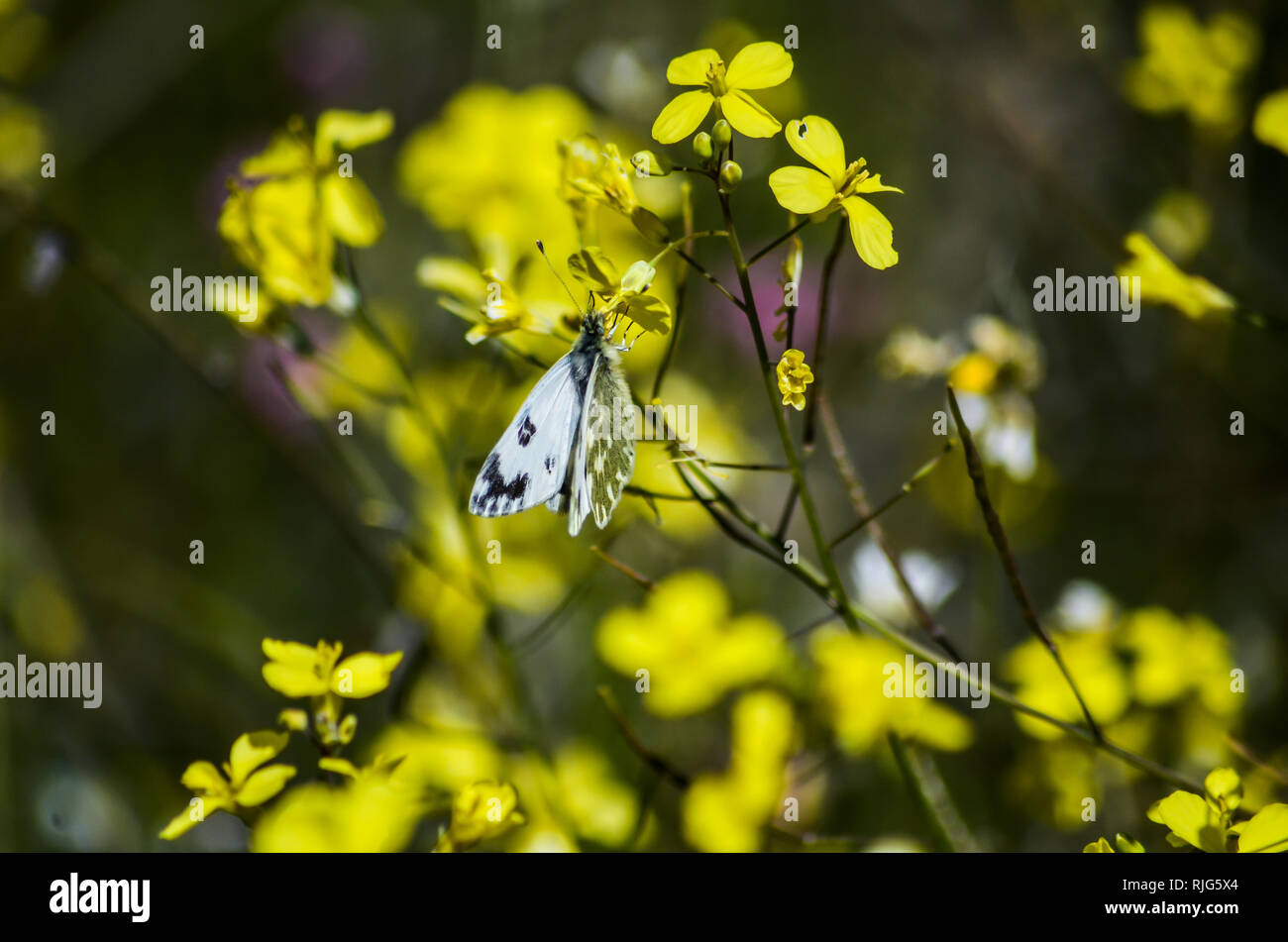 La mariposa en un mar de flores amarillas. Stock Photo