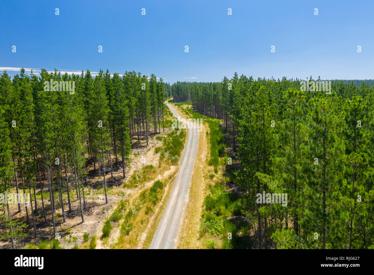 Aerial view of a forest Stock Photo
