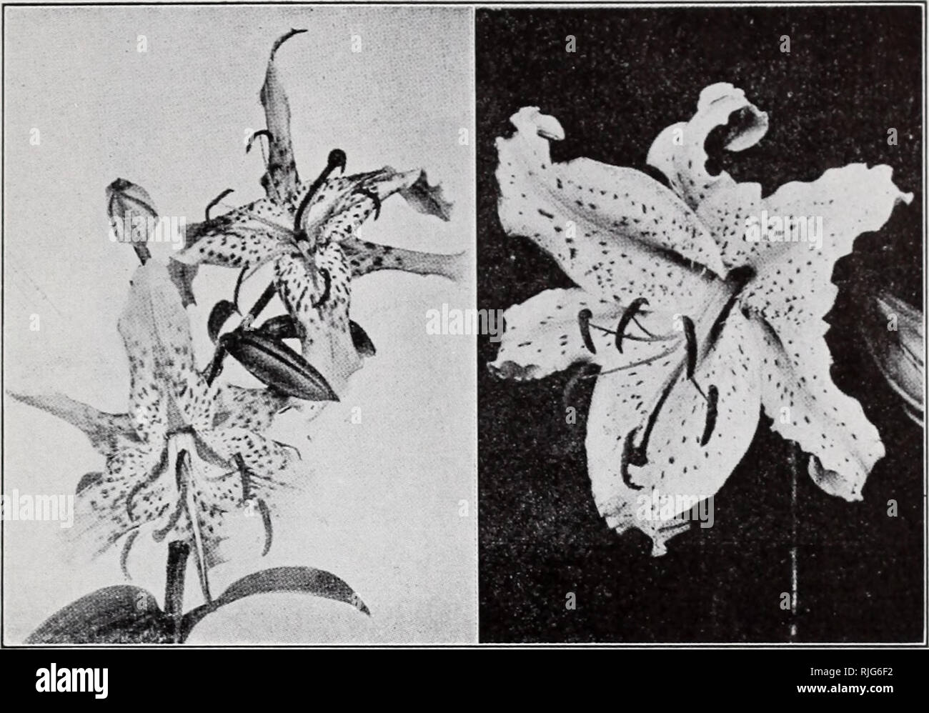 Catalogue Price List Rock Plants Catalogs Rock Gardens Vermont