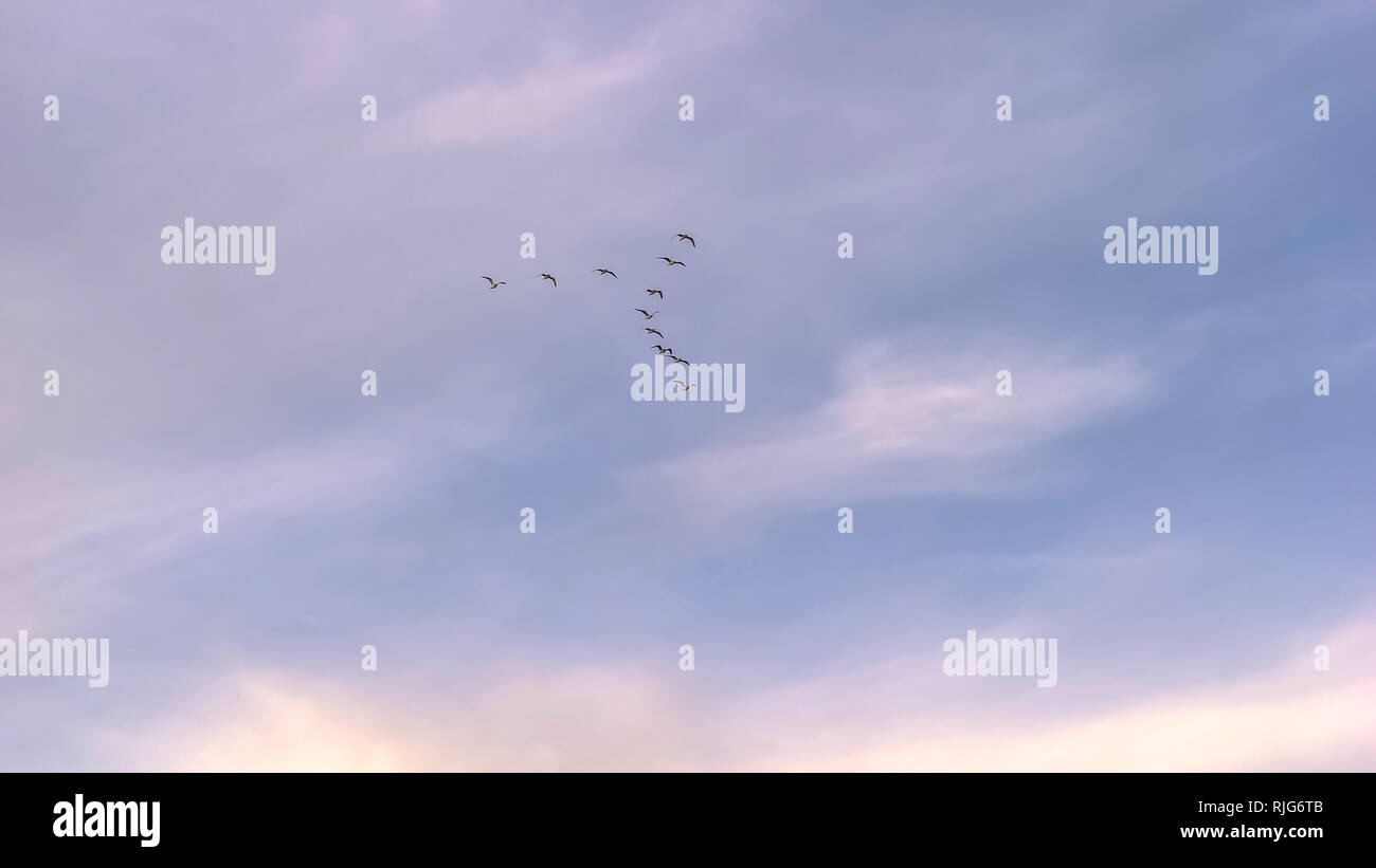 Flock of birds soaring in the cloudy sky in Utah Stock Photo - Alamy