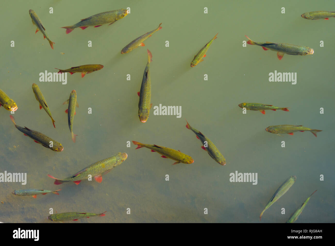 Fish swarm in the pond Stock Photo - Alamy