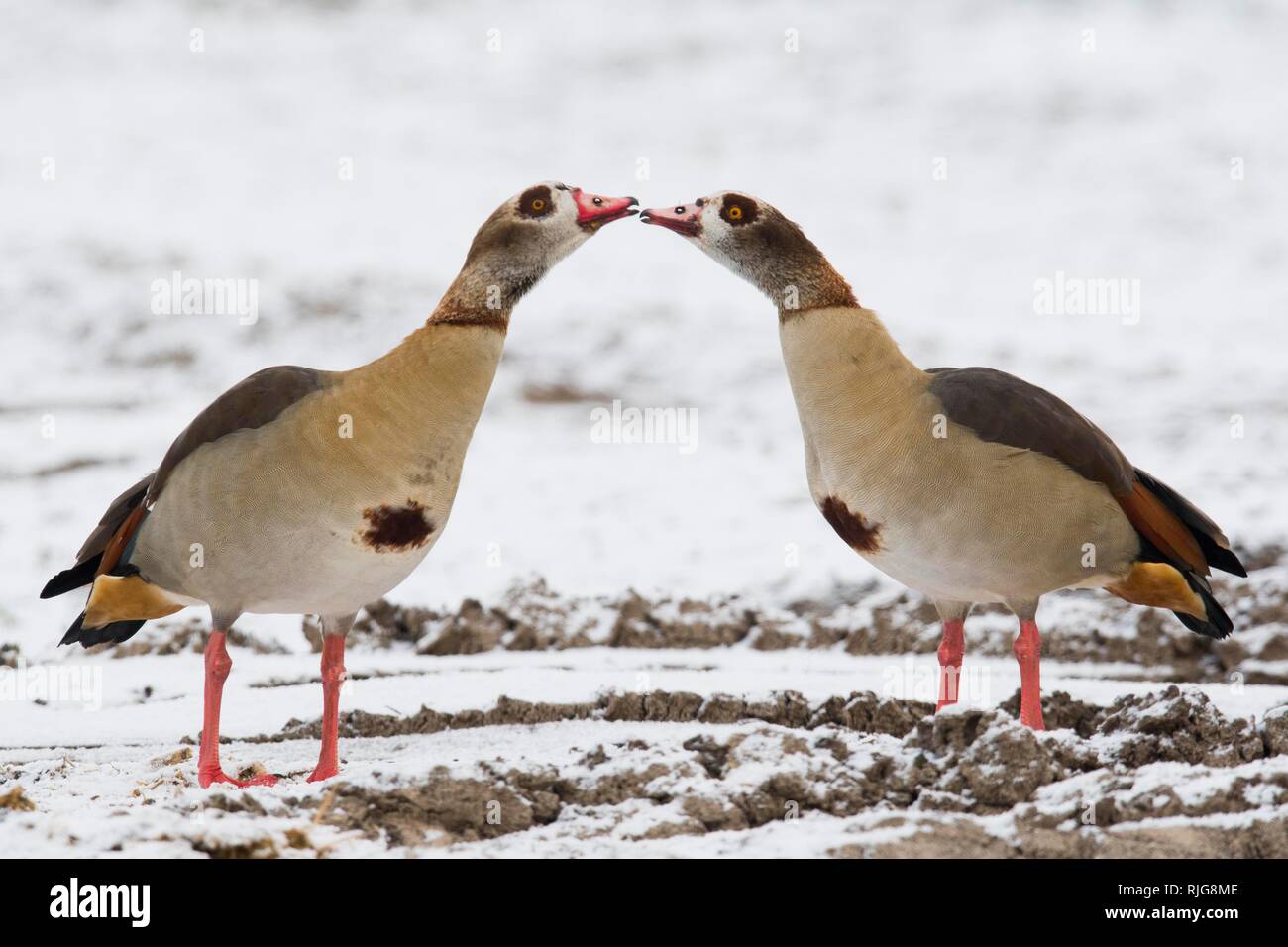 Two Egyptian geese (Alopochen aegyptiacus) in snow, Emsland, Lower Saxony, Germany Stock Photo