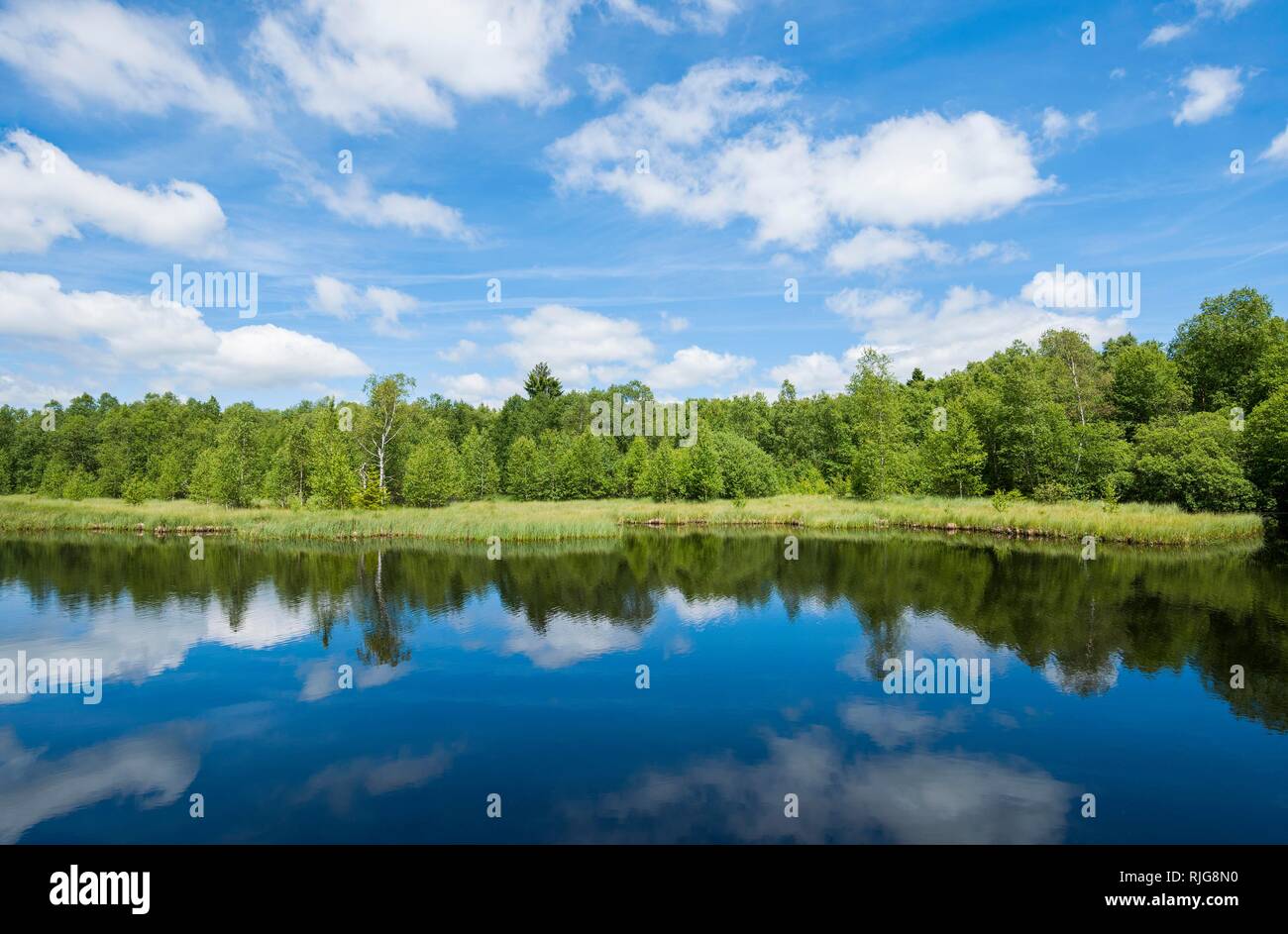 Swamp lake, Red Moor, Rhön Biosphere Reserve, Hesse, Germany Stock Photo