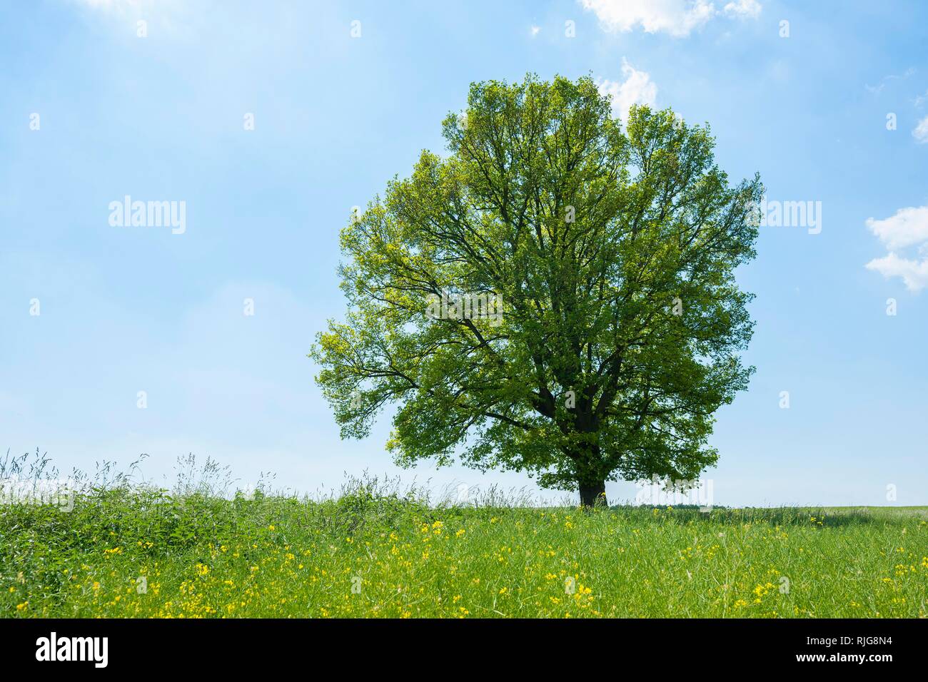 English oak (Quercus robur), Solitary tree, Thuringia, Germany Stock Photo