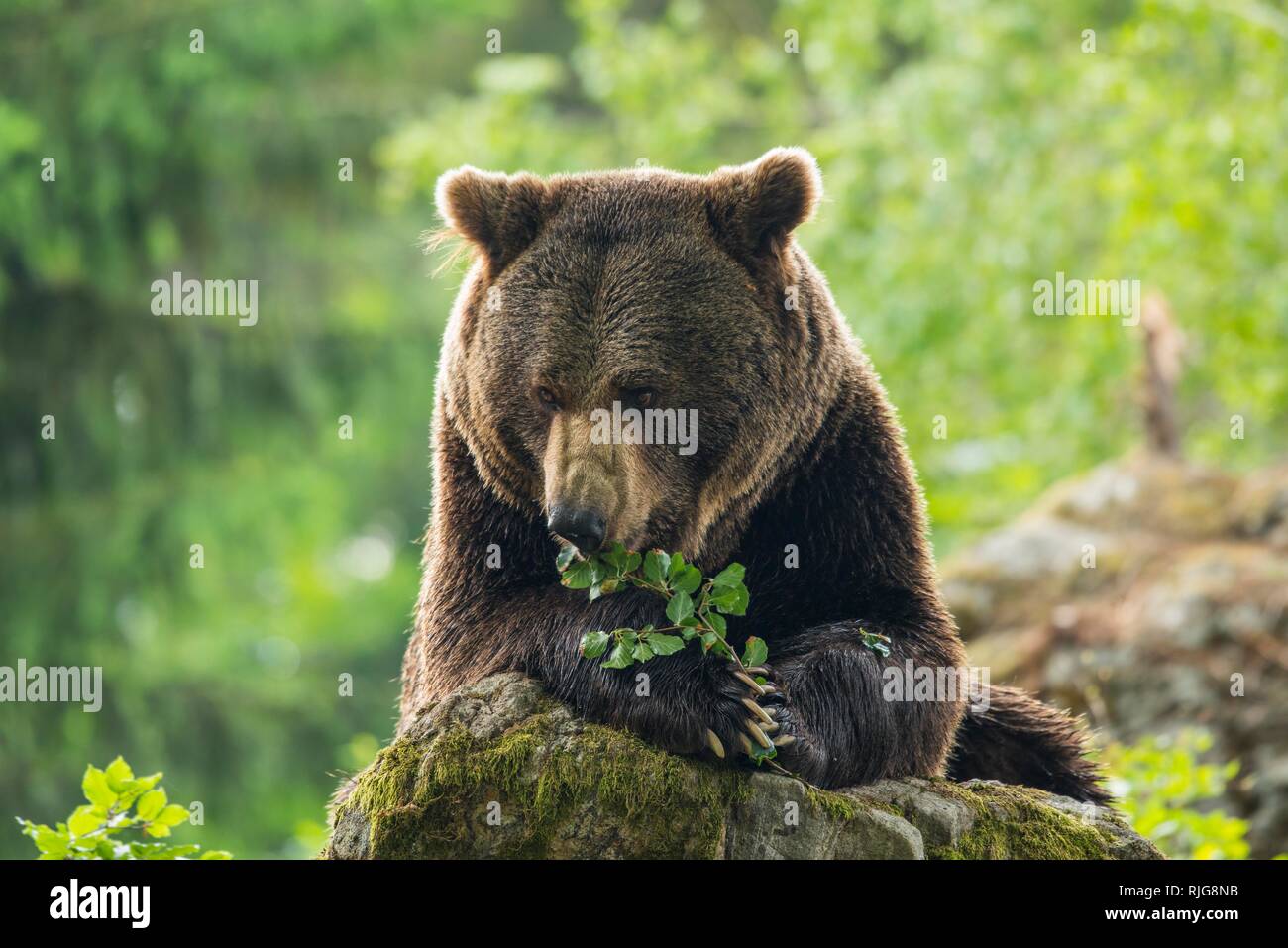European Brown bear (Ursus arctos), lying on rocks, Bavarian Forest National Park, Bavaria, Germany Stock Photo