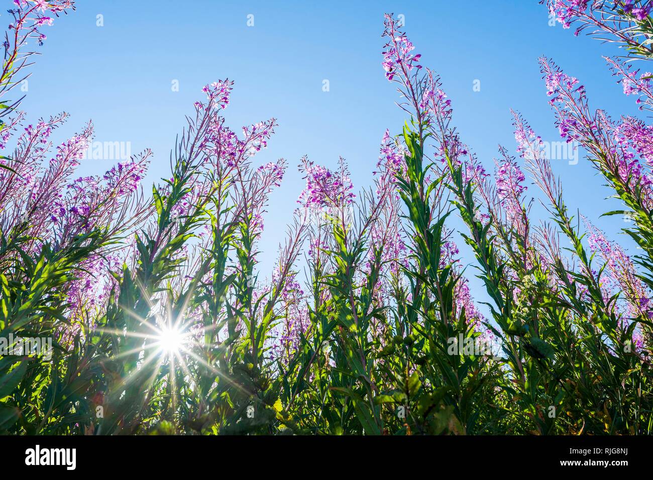 Blooming sally (Epilobium angustifolium), flowering, backlit, Rhön Biosphere Reserve, Hesse, Germany Stock Photo