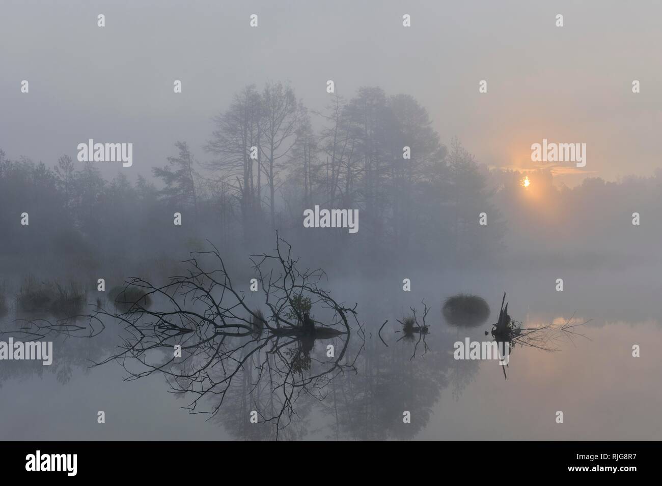 Schwenninger Moos nature reserve with early fog at sunrise, Neckar spring, Villingen-Schwenningen, Black Forest Stock Photo