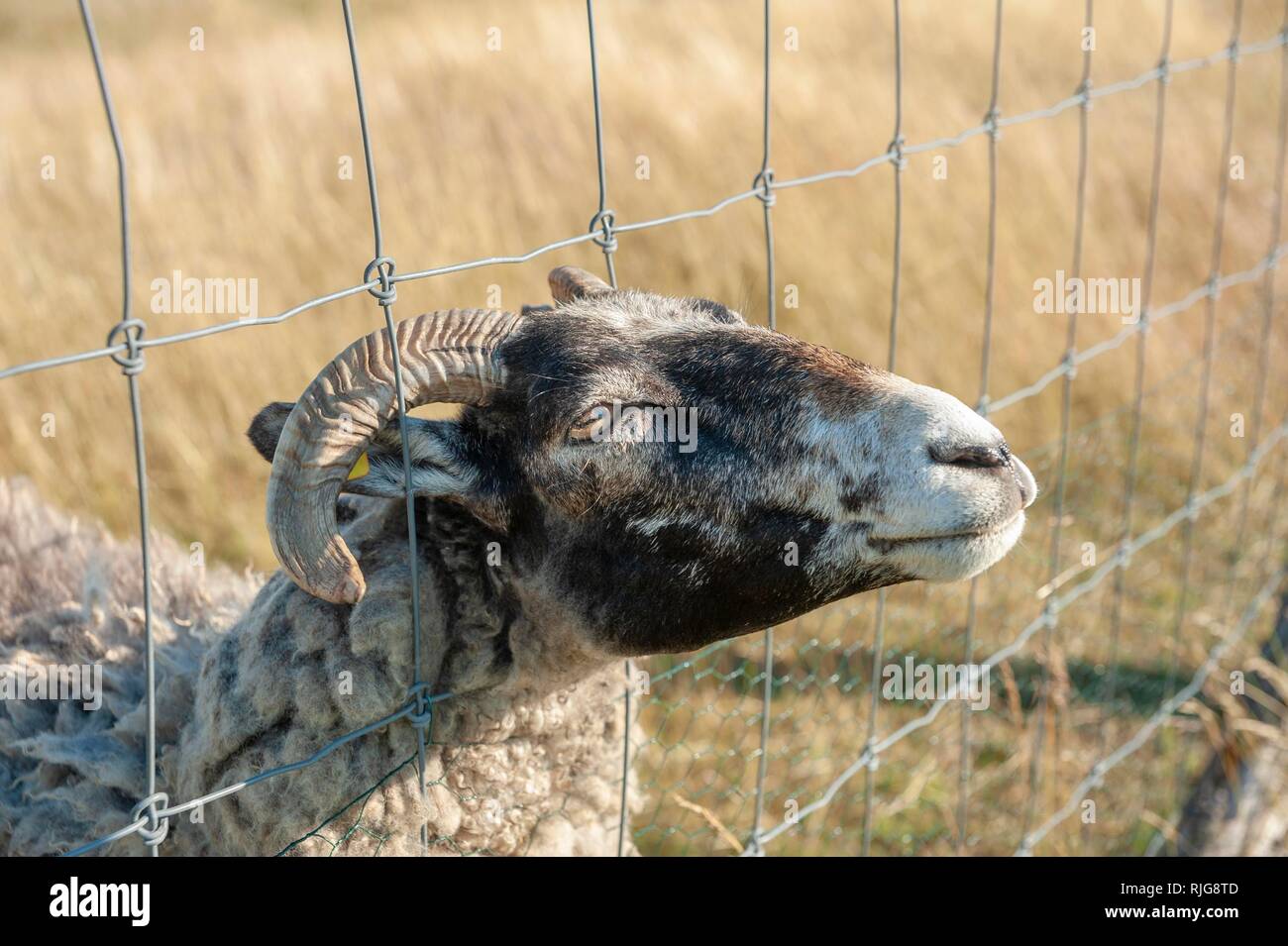 Schaf am schaut durch Drahtzaun, Putgarten, Rügen, Mecklenburg-Vorpommern, Germany Stock Photo