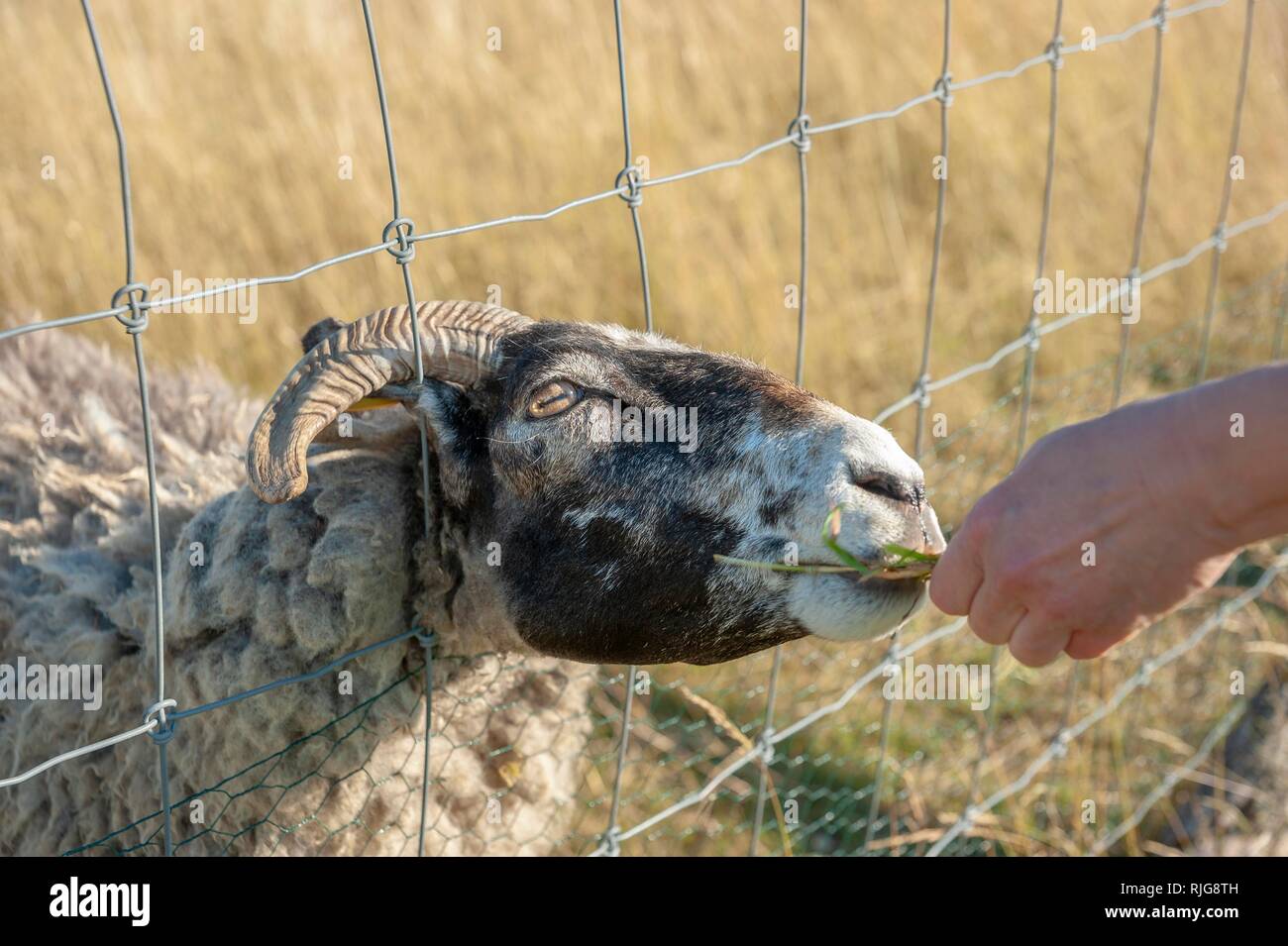 Sheep looking through wire fence, being fed, Putgarten, Rügen, Mecklenburg-Western Pomerania, Germany Stock Photo