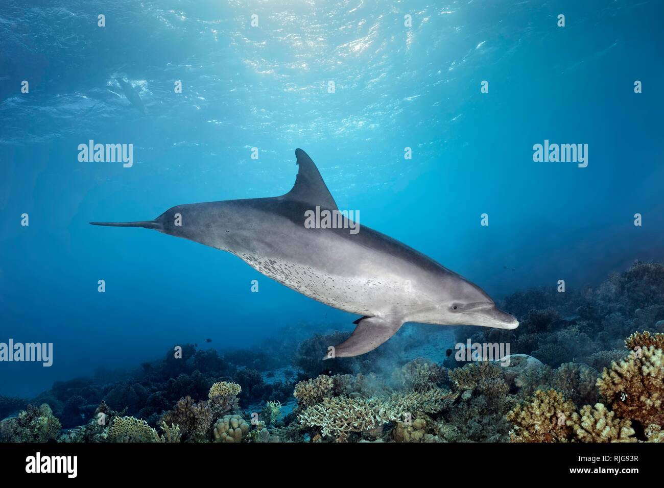 Bottlenose dolphin (Tursiops truncatus), female, swims under water surface in sunshine over coral reef, Red Sea, Egypt Stock Photo