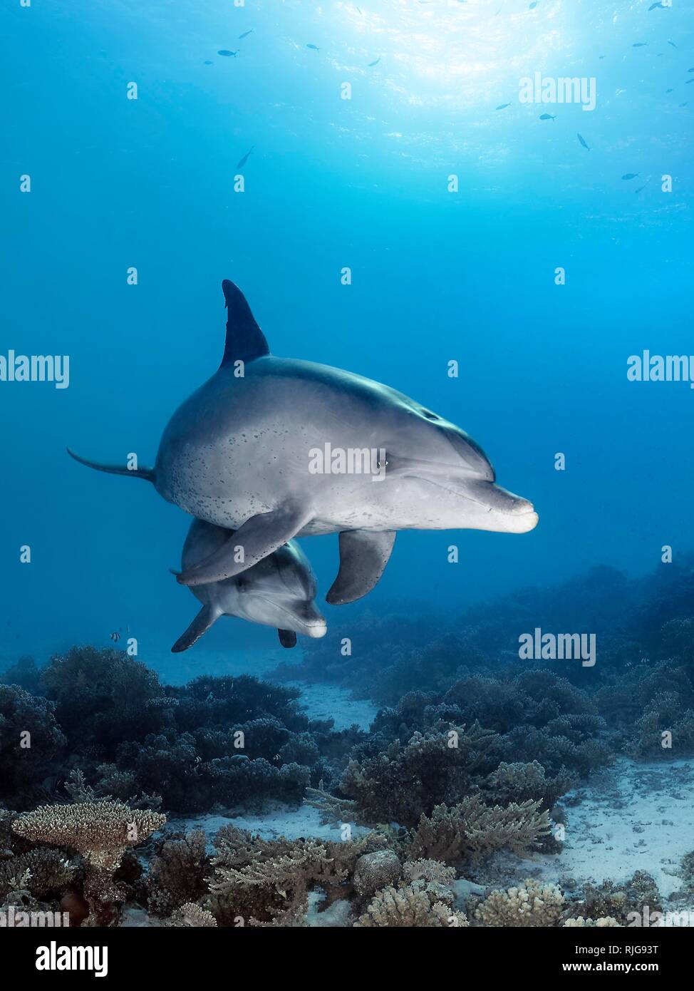 Bottlenose dolphins (Tursiops truncatus), dam with calf, swimming in shallow water over coral reef in sunshine, Red Sea, Egypt Stock Photo