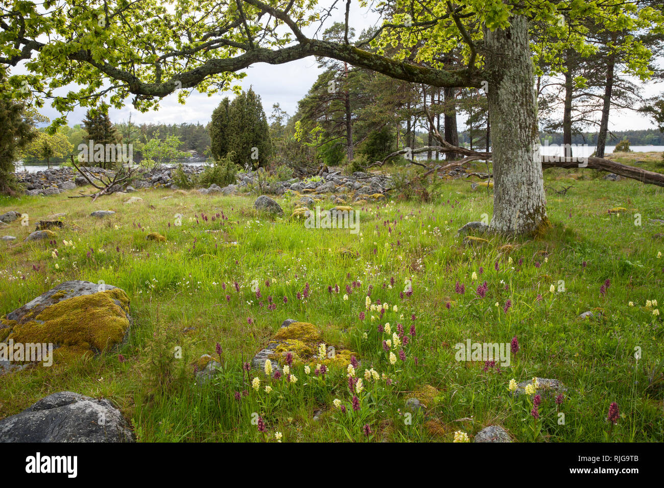 Tree trees wildflowers hires stock photography and images Alamy