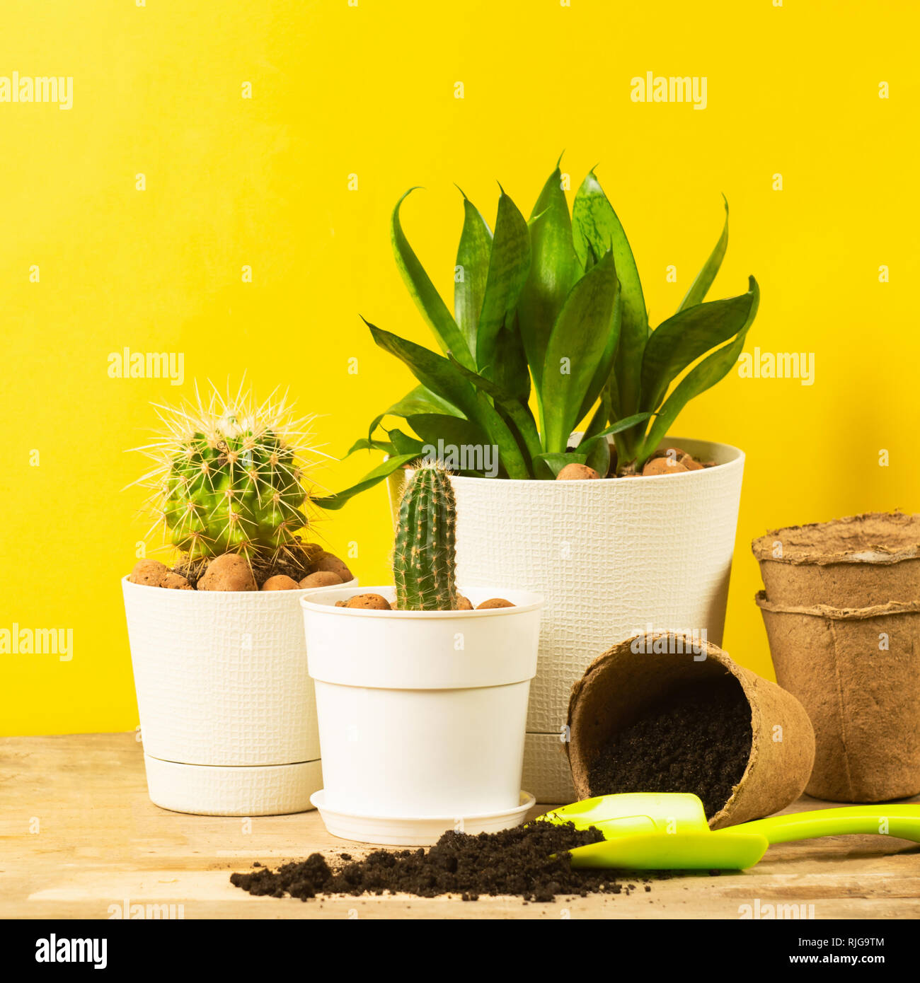 Home plant cacti in pots on a bright yellow background. Transplanting plants. The concept of spring. Stock Photo