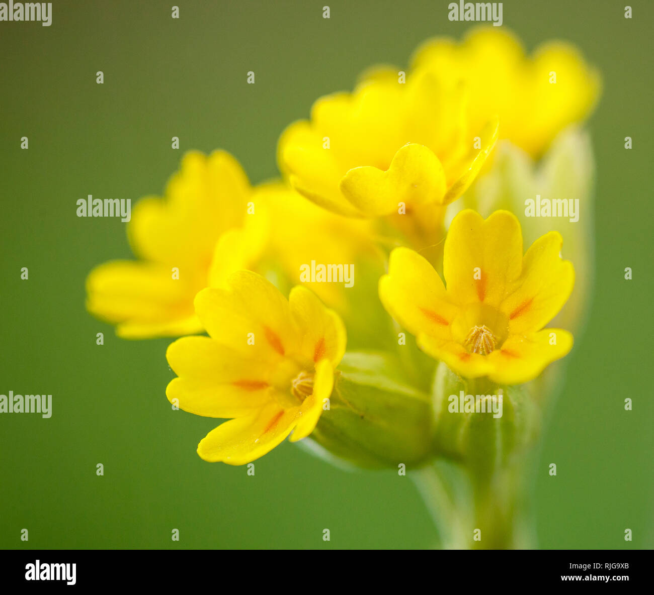 Cowslip, close-up Stock Photo