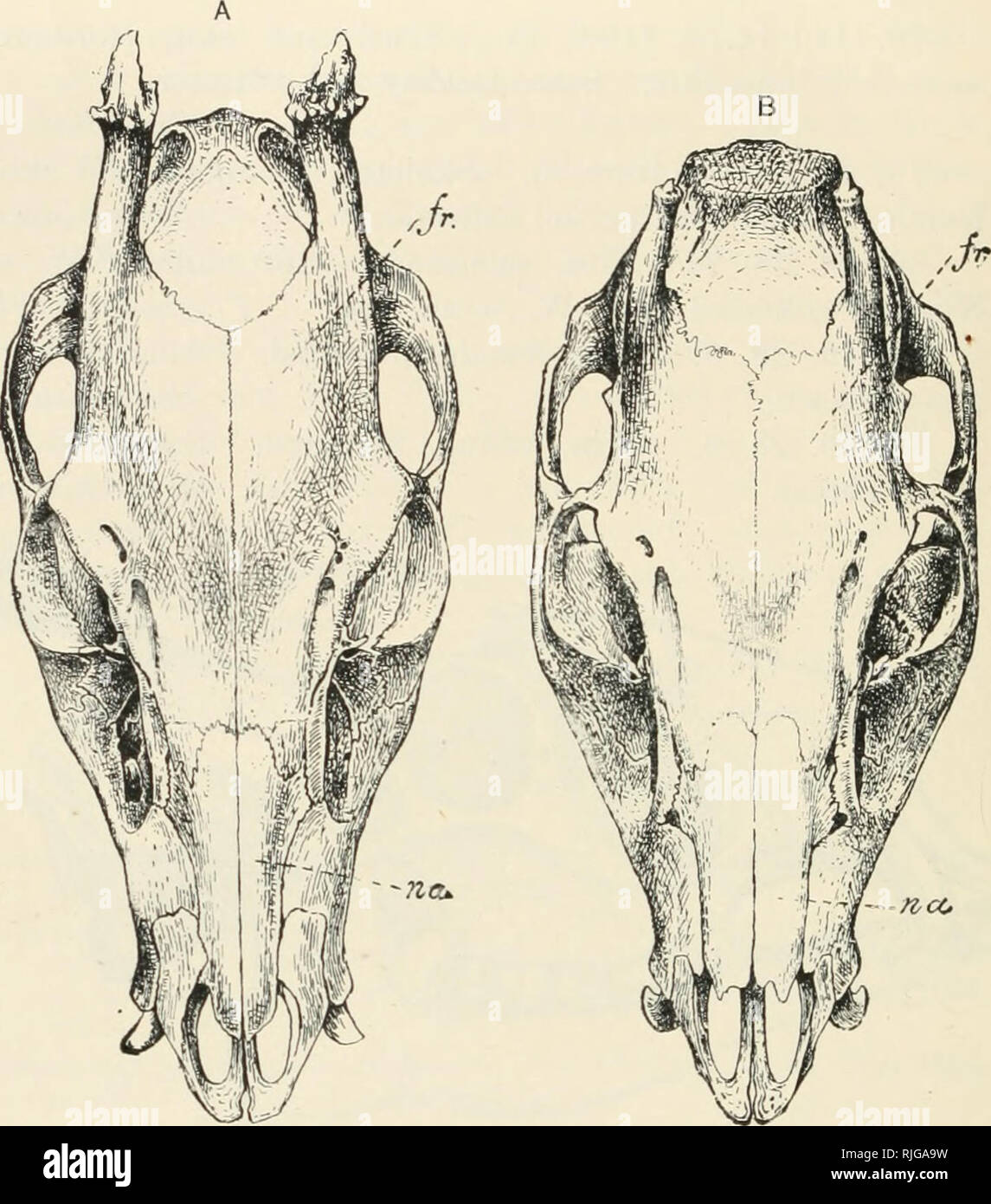 . Catalogue of the ungulate mammals in the British Museum (Natural History). British Museum (Natural History); Ungulates. CATAIiOGtfE OF UNGULATES. Fig. 8.—Front View of Skulls op Nixgpo (A), and Ichang Tuftkd Deer (B) {Elaphodus cej^halopJuis michianvs and E. c. ichangensis). /V. frontal; ««. nasals. From Lydekker, /'roc. Zool. Soc. 1904. C—Elaphodus cephalophus fociensis. Elaphodus michianus fociensis, Lydekker, Proc. Zool. Soc. 1904, vol. iv, p. 169. Typical locality Fiug-ling, Fo-kien, South-east China. Eather larger than ^. c. micJiianus and apparently a little darker, with much more whit Stock Photo