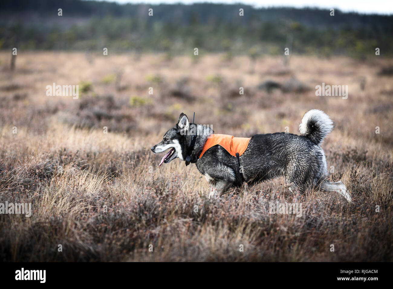Hunting dog on meadow Stock Photo