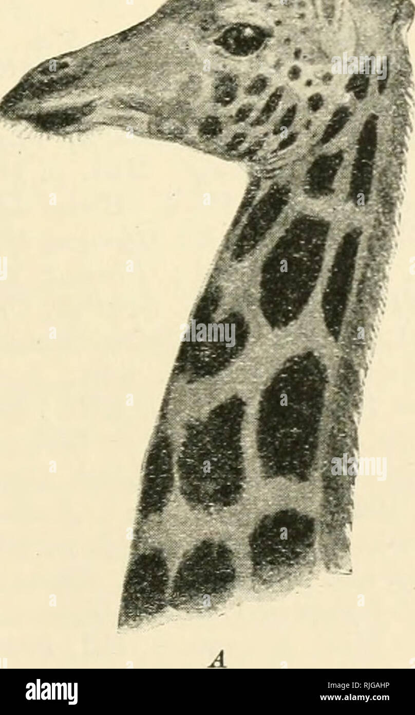 . Catalogue of the ungulate mammals in the British Museum (Natural History). British Museum (Natural History); Ungulates. GIRAFFID^. 239 7. 12. 16. 2. Skin of back and tail. Southern Abyssinia. Presented hj J. RoidoMd Ward, Esq., 1907. 12. 2. 24. 1-2. Two skulls and skins, immature. Archer's Post, Guaso-nyiro, B. E. Africa. Presented hy the Game-Warden, B. E. Africa, 1912.. Please note that these images are extracted from scanned page images that may have been digitally enhanced for readability - coloration and appearance of these illustrations may not perfectly resemble the original work.. Br Stock Photo