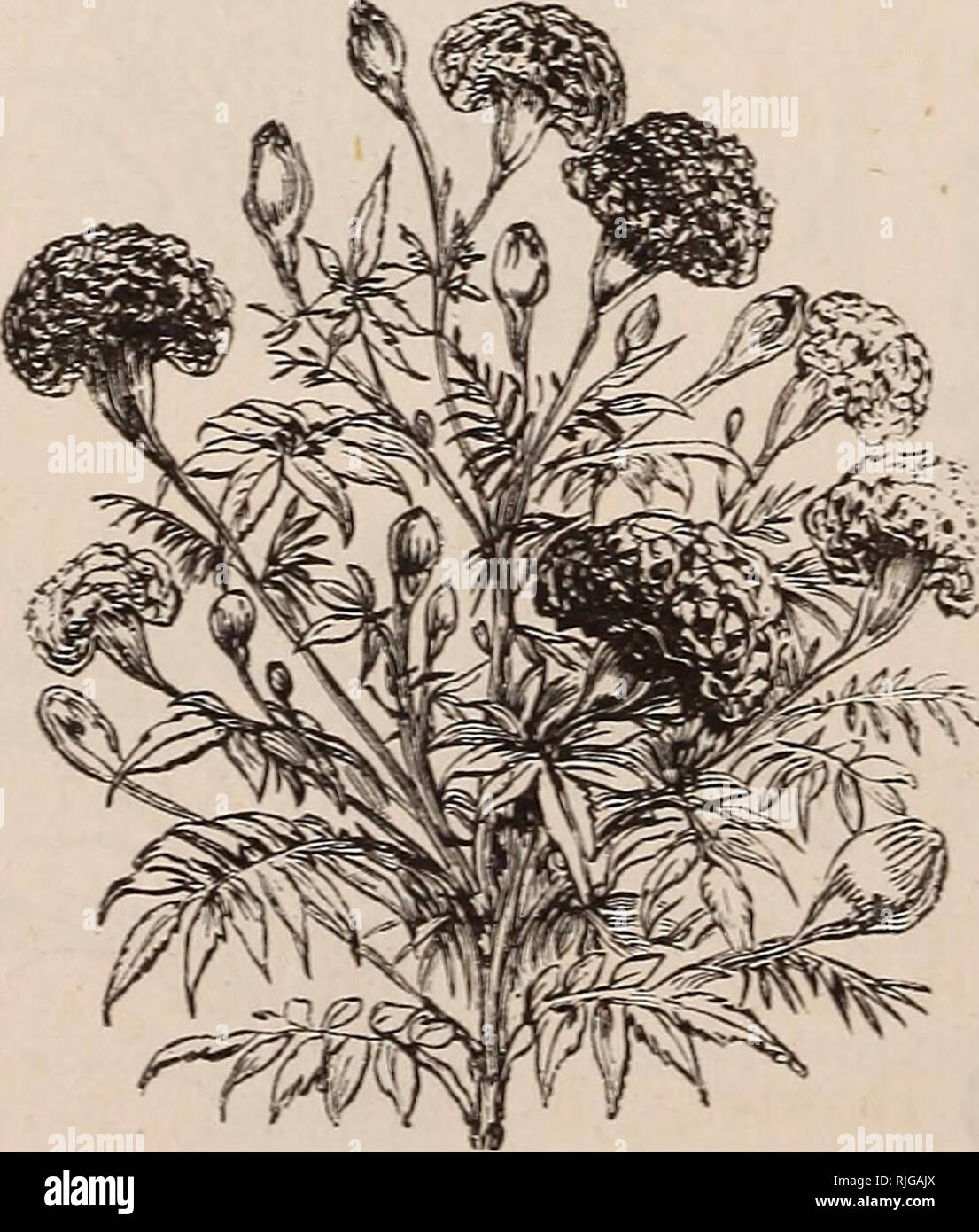 . Catalogue of trees, shrubs, vines, garden and house plants, bulbs, seeds, &amp;c.. Nursery stock Catalogs; House plants Catalogs; Trees Catalogs; Flowers Catalogs. MiMULL':. Marigold. Price Scabiosa major, H.H., P., (Mourning Bride) mixed, 2 feet . fi., pi., new double mixed Schizanthus, H.H., A., fine mixed Stock, (Gilliflower), German. H.H., A., tine mixed ..... large flowering, 10 weeks, mixed 10 weeks, mixed . — Florist's white .... Sunflower. (See Helianthus). Sweet Clover, Trifolium suaveolens Sweet William, H.P., fine mixed double mixed .... Hunt's Rose-Edged, mixed Thunbergia, H.K.,  Stock Photo