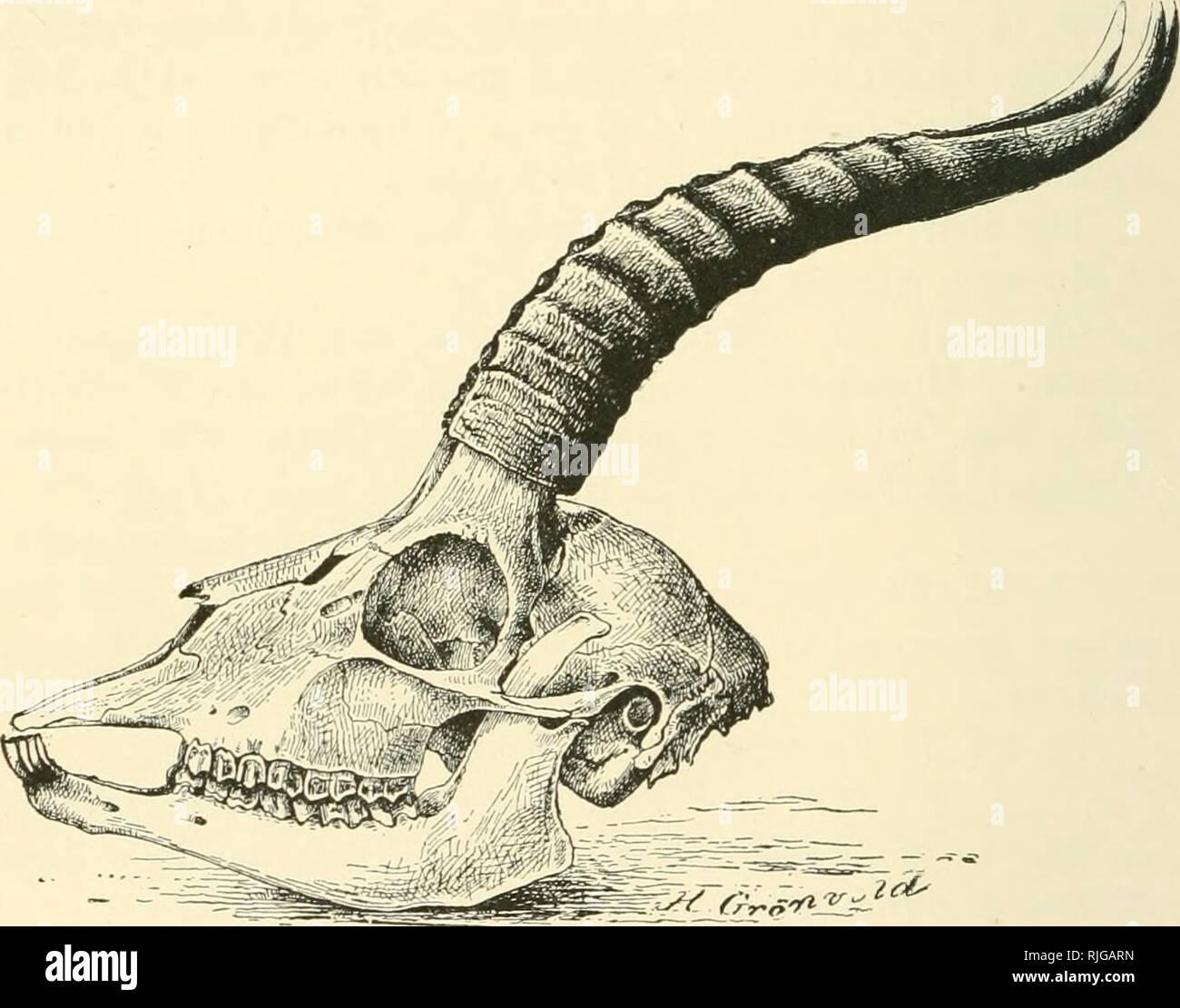 . Catalogue of the ungulate mammals in the British Museum (Natural History). British Museum (Natural History); Ungulates. 56 CATALOGUE OF UNGULATES Zool. vol. ii, pt. 2, p. 316, 1801 ; Turton, Linn.'s Syst. Nat. vol. i, p. 114, 1802 : teste 0. Neumann. Gazella merrilli, Thomas, Proc. Zool. Soc. 1904, vol. ii, p. 347, Abs. p. 19 ; Carrufhers, Field, vol. cxiv. p, 1135, 1909. Gazella gazella, O. Neumann, Sitzber. Oes. nat. Freunde, 1906, p. 245. Typical locality Syria. The Palestine representative of cuvicri, from which this. Fig. 13.—Skull and Horns of Palestine Gazelle [Gazella gazella). From  Stock Photo