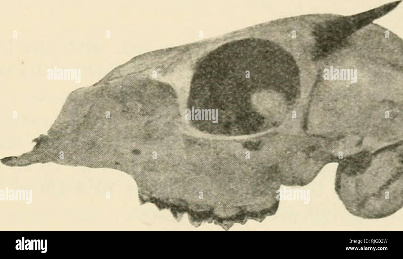 Neotragus Batesi Neotragus hi-res stock photography and images - Alamy