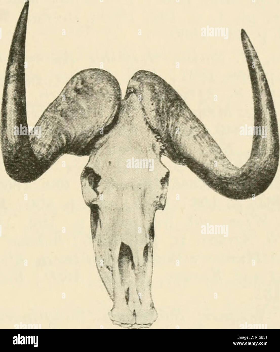 . Catalogue of the ungulate mammals in the British Museum (Natural History). British Museum (Natural History); Ungulates. BUBALIN.E 53 60.8.11.5. Head, mounted, and skull, young. S.Africa. Purchased, 1869. 50. 11. 22. 70. Skeleton, female. S. Africa. Skull, with horns, exhibited. Purchased, 1850. 59. 5. 6. 1. Skull, with horns. S. Africa. Length of horns 29} inches. Presented hy J. Butter, Esq., 1859. 58. 3. 17. 1. Skull, with horns. S. Africa. Purchased, 1858. 48. 6. 28. 2. Skull, with horns. S. Africa. Pitrchased (Stevens), 1848.. Fig. 9.—Skull and Horns of Gnu {Connochcetes gnu). 48. 8. 29. Stock Photo