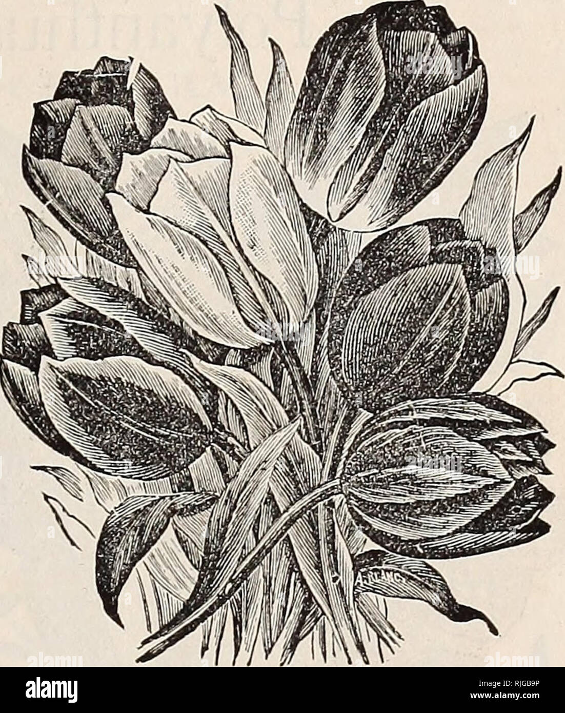 . Catalogue of strawberries, Holland bulbs and specialties. Nurseries