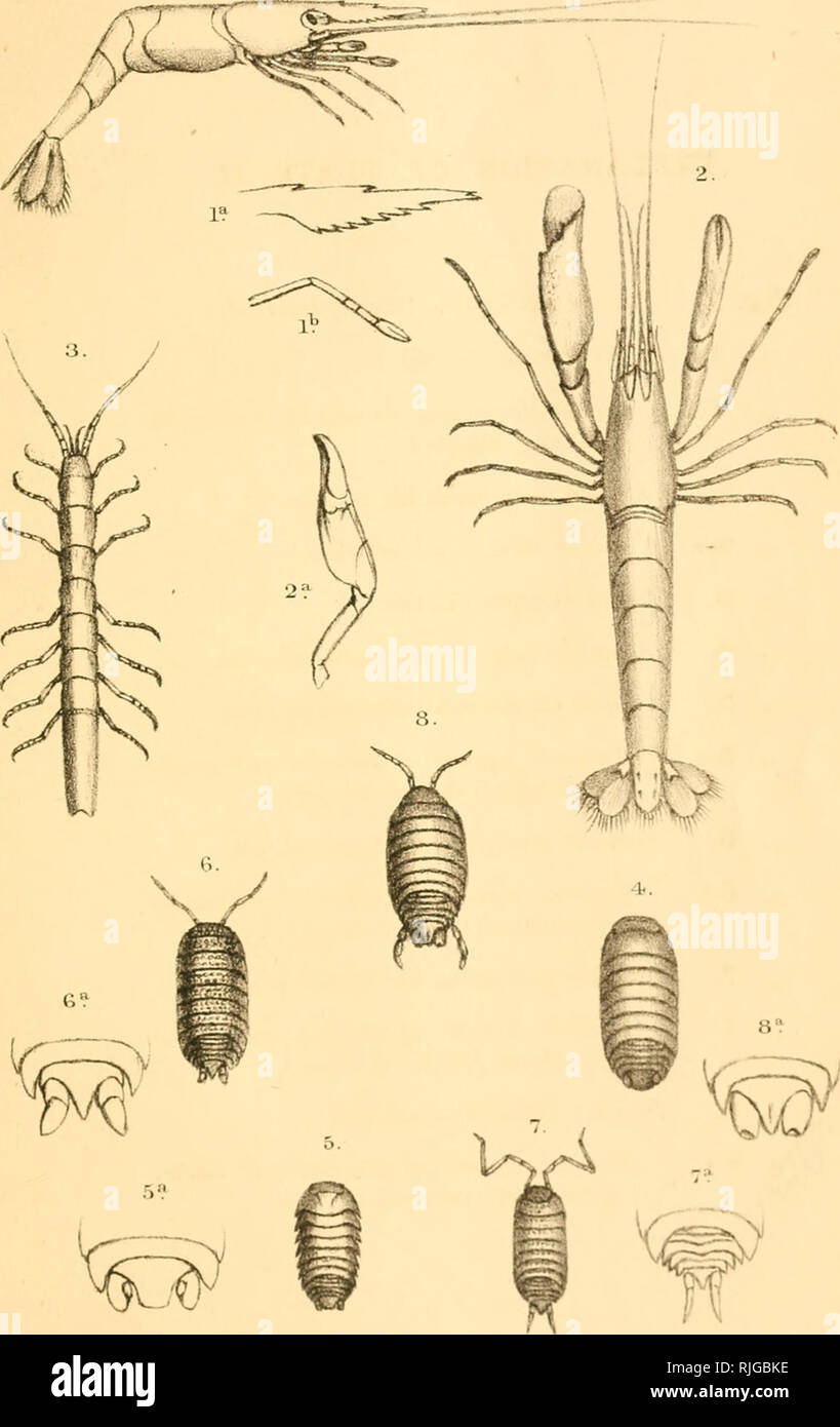 . Catalogue of the stalk- and sessile-eyed crustacea of New Zealand. Crustacea -- Classification; Crustacea -- New Zealand. rial, II.. G.WiUis del.etlilVi. Miiitam Bros imp.. Please note that these images are extracted from scanned page images that may have been digitally enhanced for readability - coloration and appearance of these illustrations may not perfectly resemble the original work.. New Zealand Geological Survey; Colonial Museum (N. Z. ); Miers, Edward J. London : E. W. Janson Stock Photo