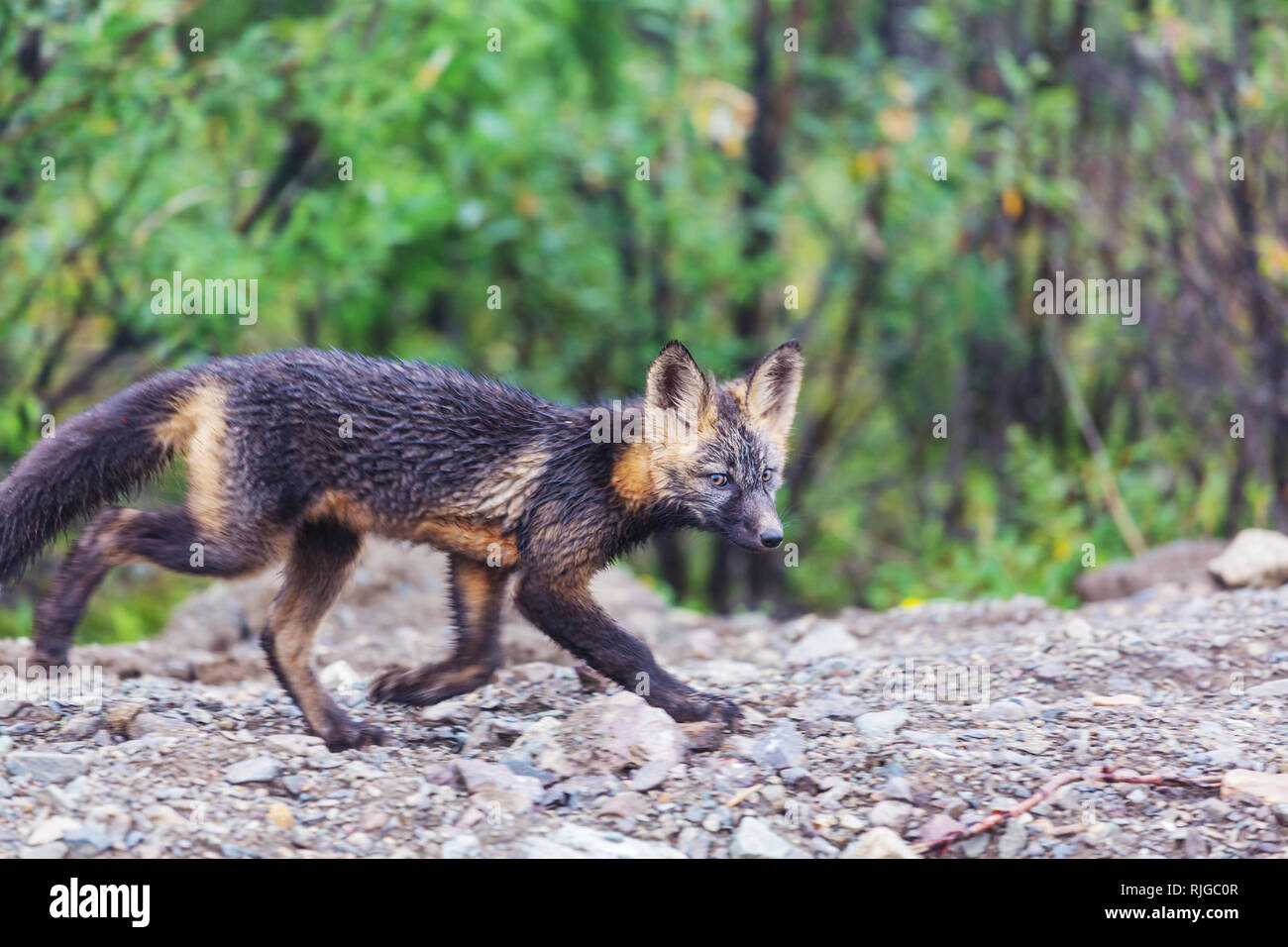 Beautiful wild animal in the foresr. Arctic Fox in Alaska Stock Photo ...