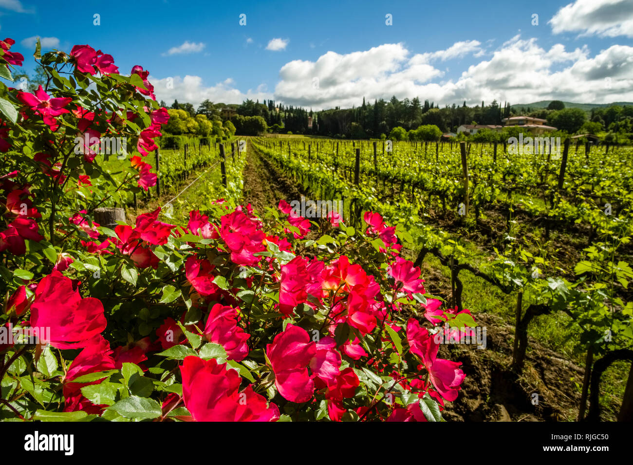 Typical Tuscan countryside with vineyards, rose bushes and trees Stock