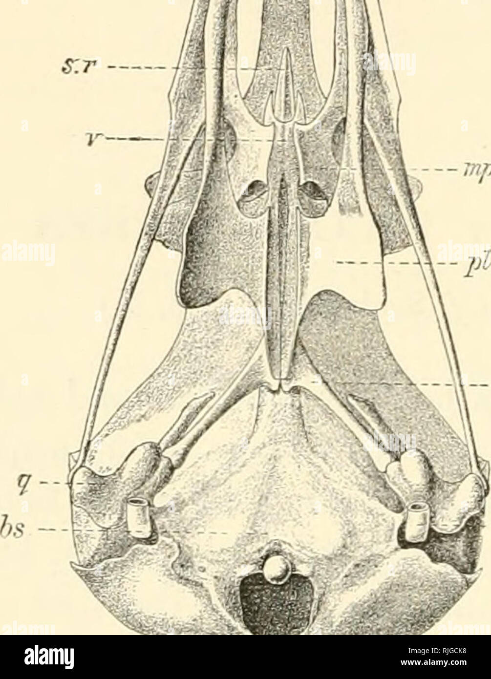 Bony rostrum hi-res stock photography and images - Alamy