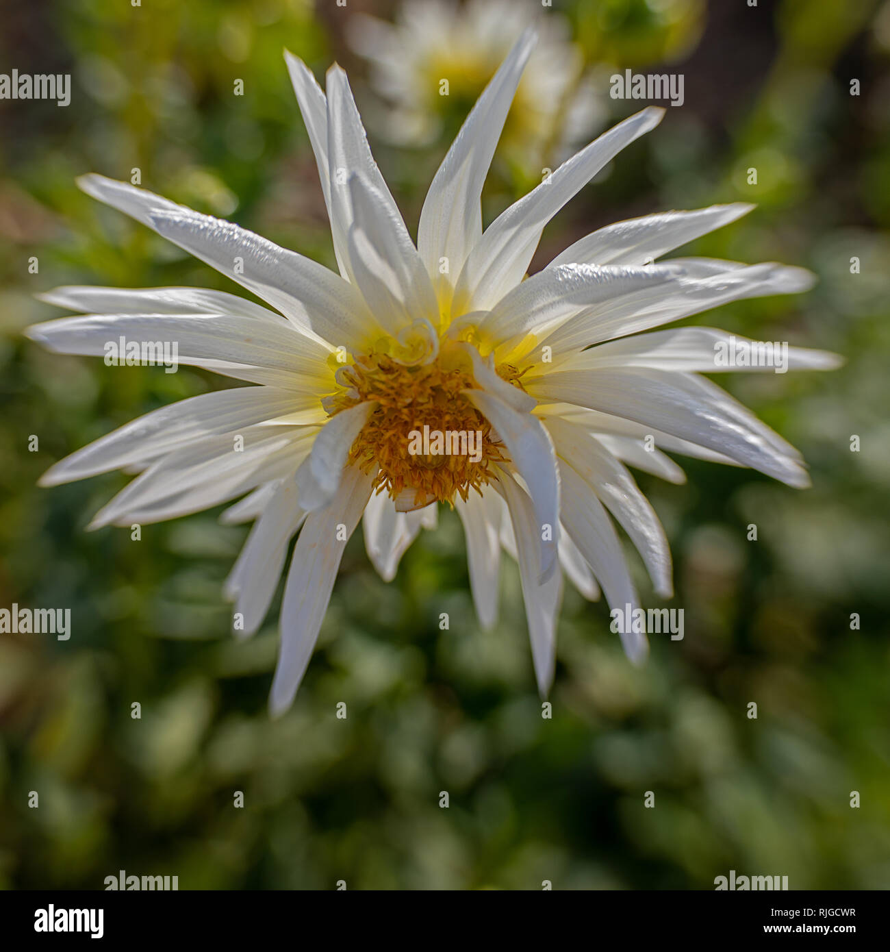 white star-shaped flower dahlia Stock Photo