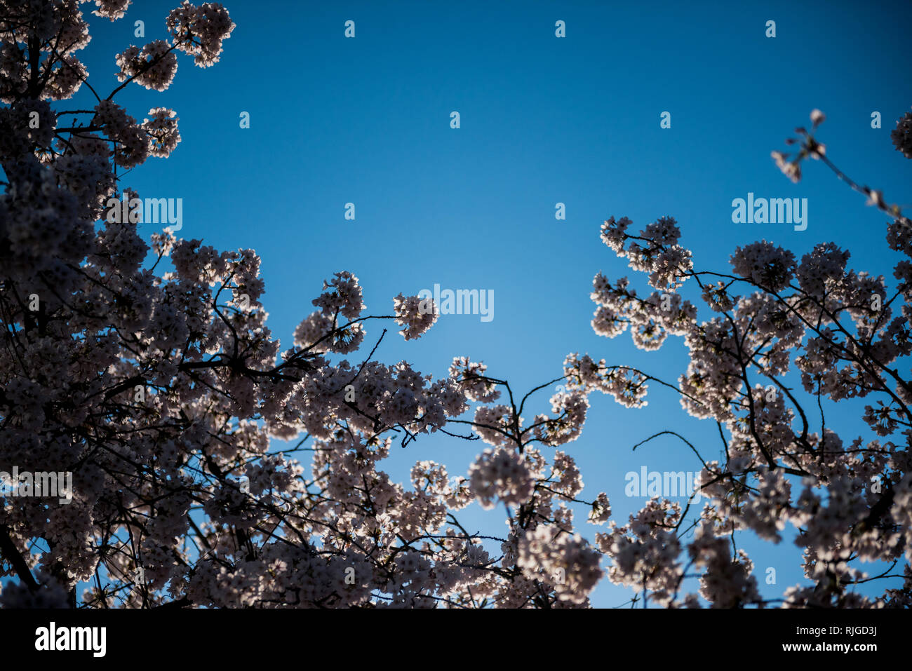 Beautiful cherry blossom sakura tree in bloom view from below with clear blue sky in the background Stock Photo