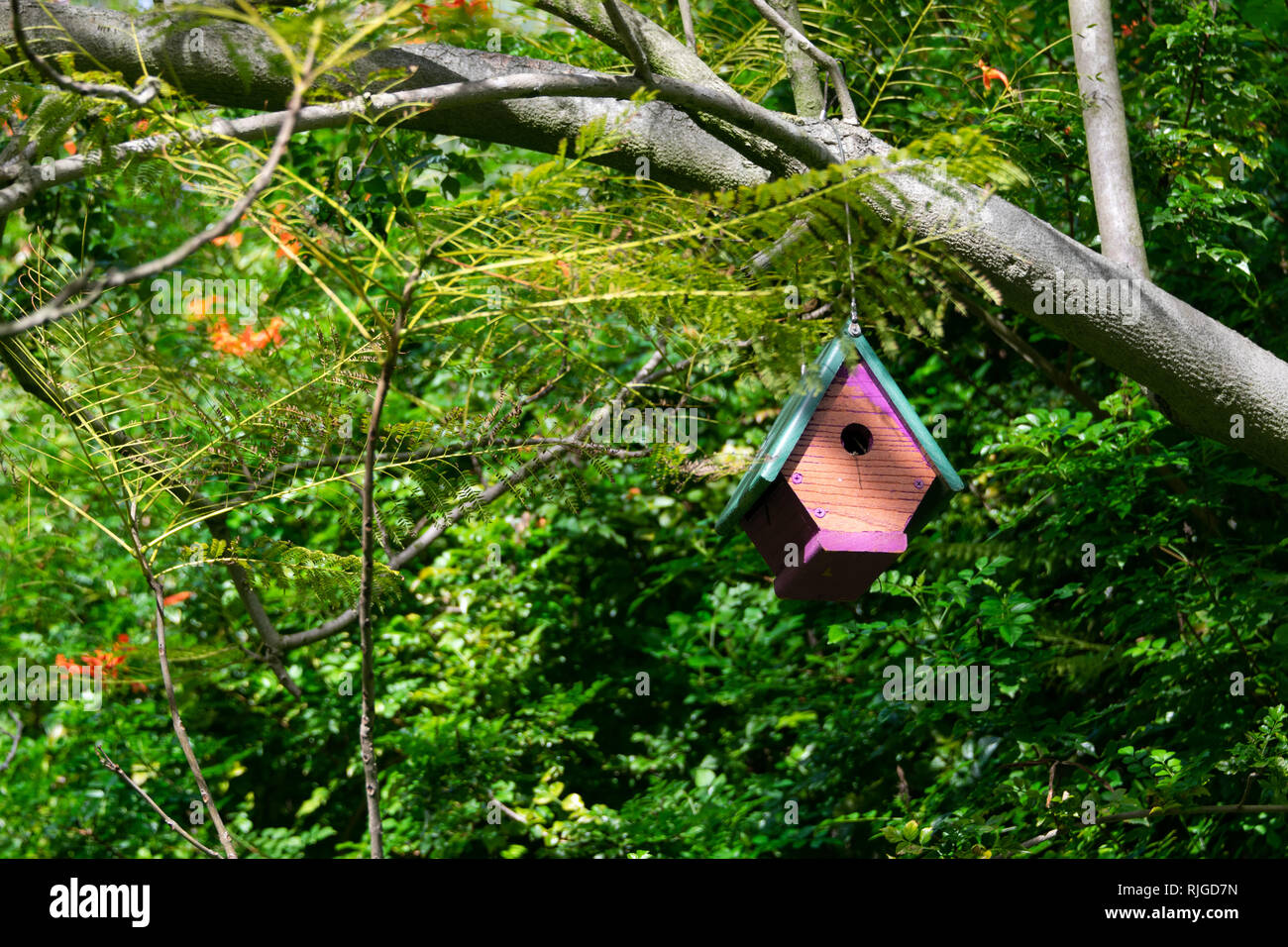 Wooden bird house hanging on a tree branch with green foliage