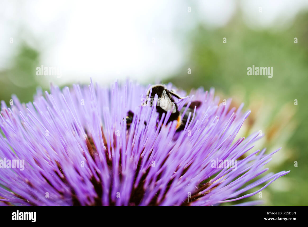 Bumblebee in artichoke hires stock photography and images Alamy