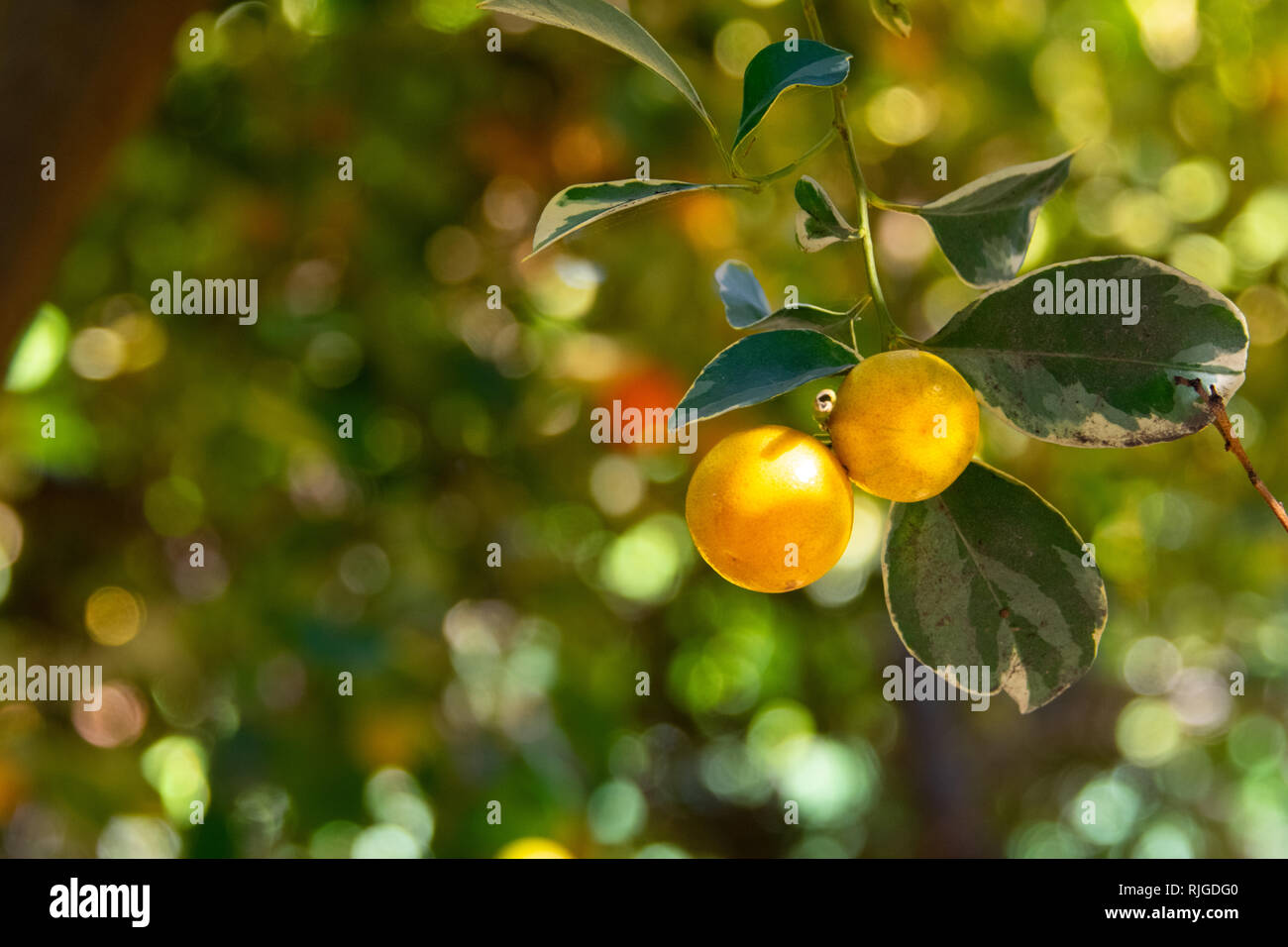 Calamondin orange fruit growing on a tree on a sunny day - closeup image Stock Photo