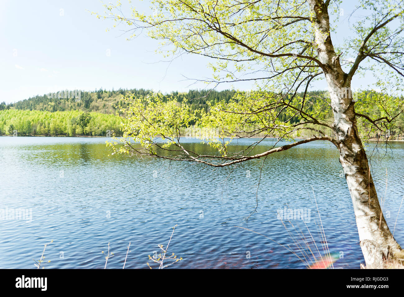 Birch tree forest and lake hi-res stock photography and images - Alamy