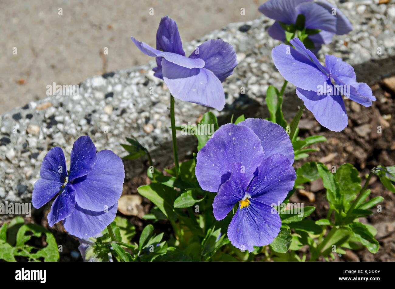 Spring Purple pansy, Viola altaica or violet flower covered with snow, Pancharevo, Sofia, Bulgaria Stock Photo