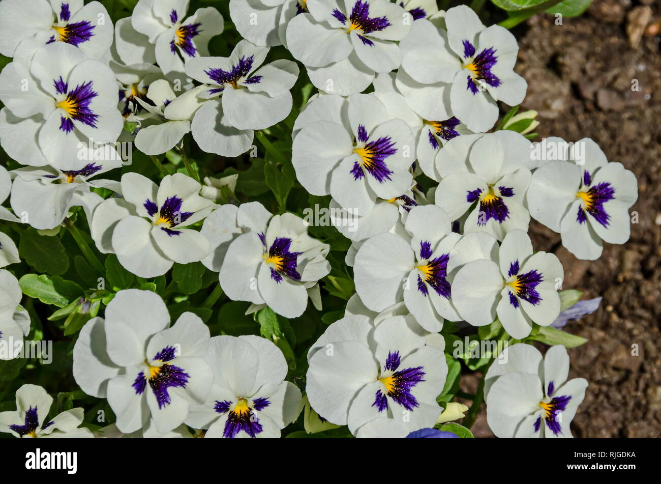 Mixed of purple and white color pansy, Viola altaica or violet flower covered with snow, Pancharevo, Sofia, Bulgaria Stock Photo