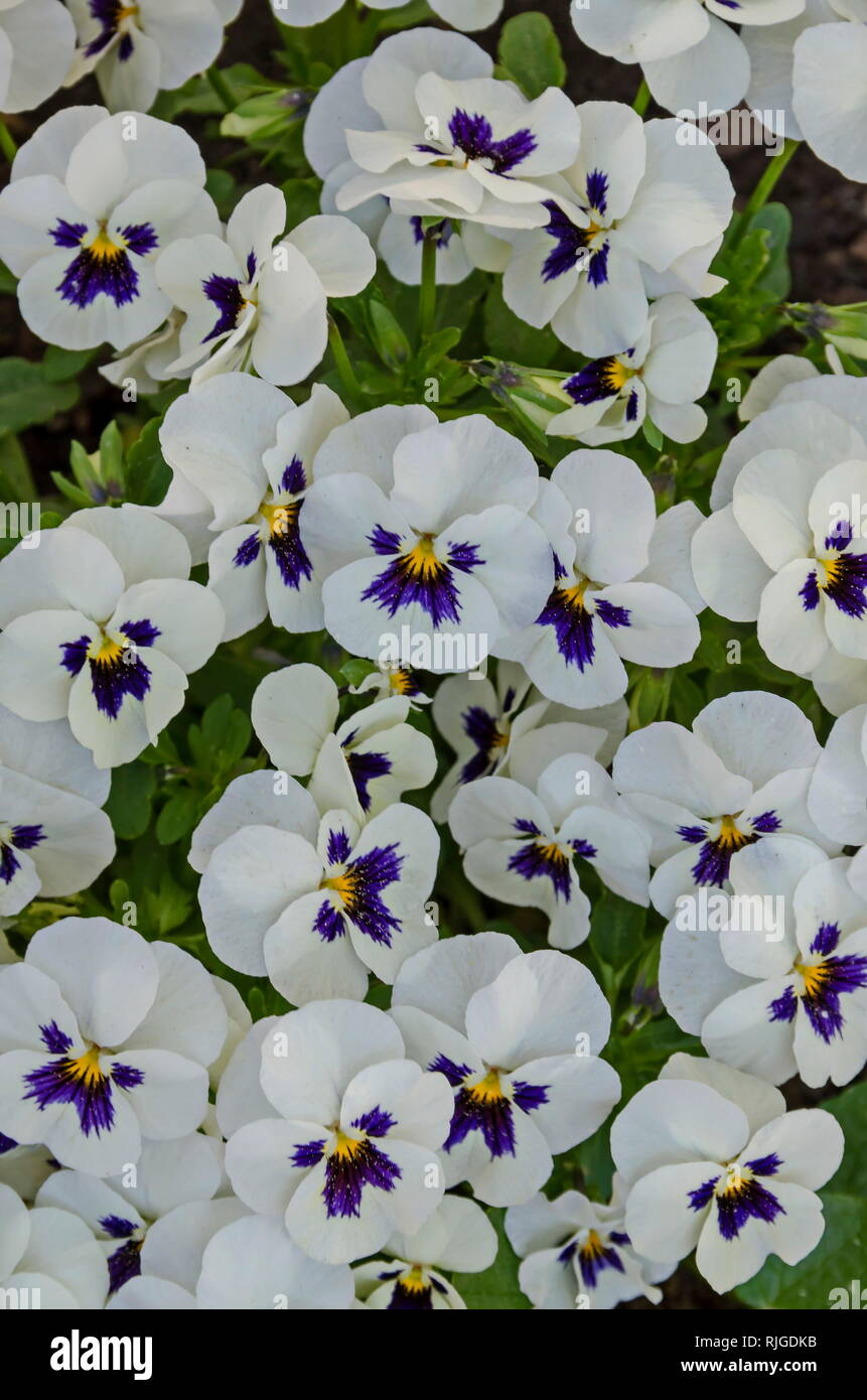 Mixed of purple and white color pansy, Viola altaica or violet flower covered with snow, Pancharevo, Sofia, Bulgaria Stock Photo