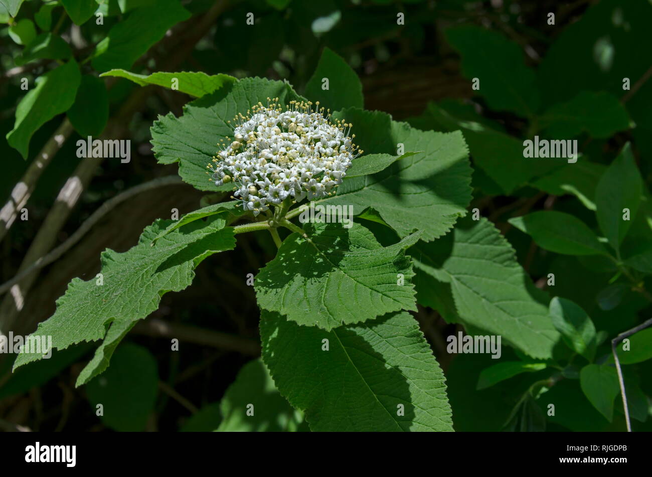 Sambucus nigra or elder in the springtime field, Lozen mountain, resort village Pancharevo, Sofia, Bulgaria Stock Photo