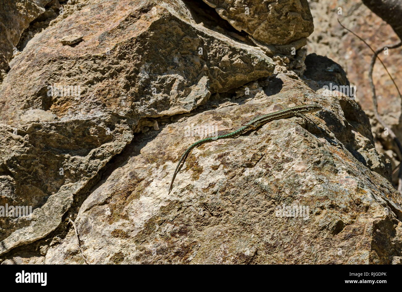 Lizard rest on the rock  in  Lozen mountain, resort village Pancharevo, Sofia, Bulgaria Stock Photo