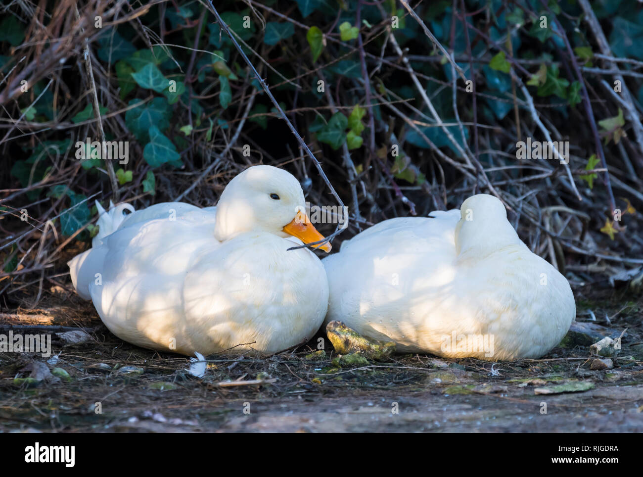 Pair of Domesticated Drake White Call Ducks (Anas Platyrhynchos), AKA Coy Ducks & Decoy Ducks, resting on land in Winter in West Sussex, UK. Stock Photo