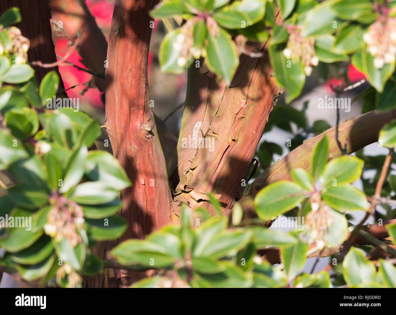 Closeup of the trunk and peeling bark of a Strawberry Tree (Arbutus unedo), a reddish tree growing in Winter in the UK. Stock Photo