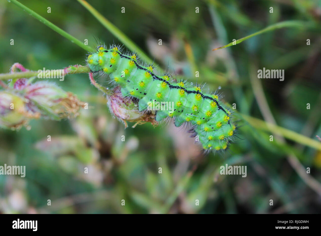 Single green caterpillar of night butterfly Saturnia in Serbia (Kosovo ...