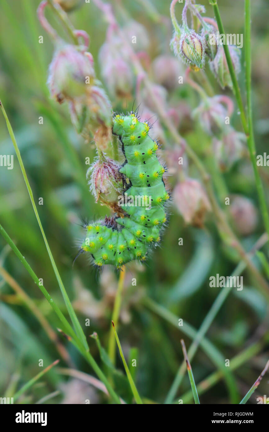 Single green caterpillar of night butterfly Saturnia in Serbia (Kosovo ...